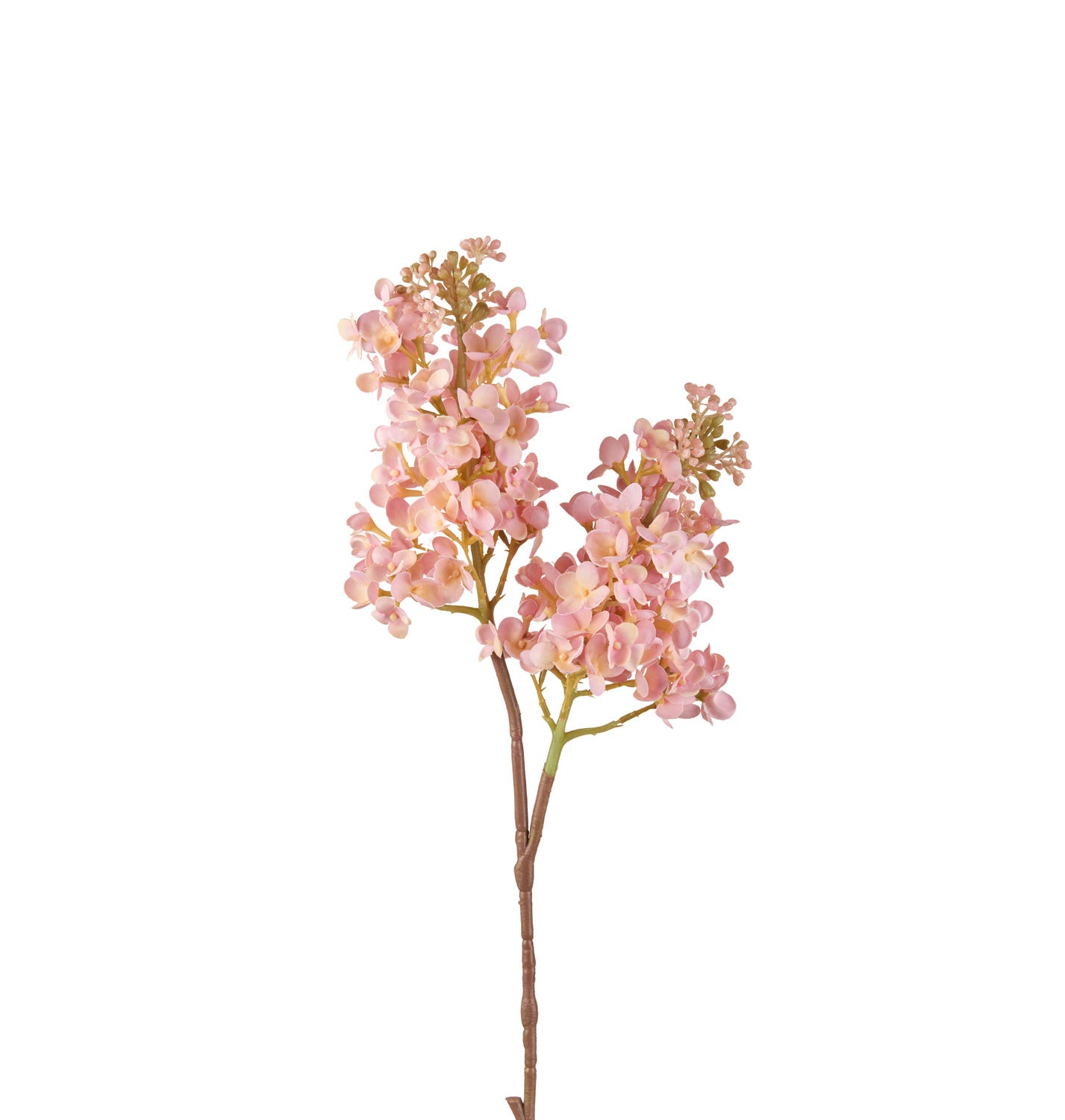 LILLÀ ROSA