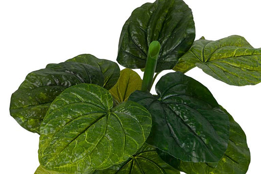 PIANTA LOTUS CON VASO