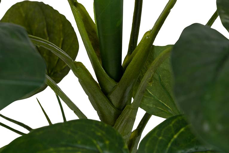 PIANTA LOTUS CON VASO