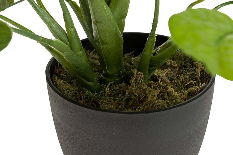 PIANTA LOTUS CON VASO
