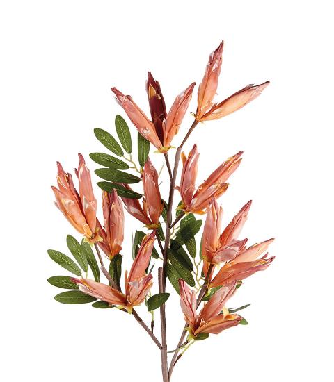 ANIGOZANTHOS