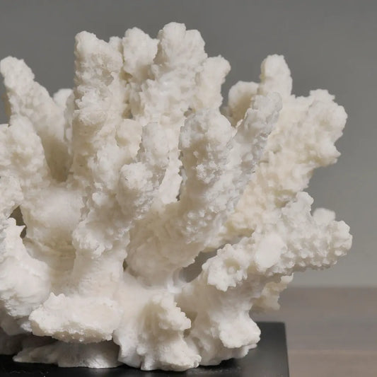 ACROPORA FLORA WHITE CORAL MOULDING CON BASE NERA