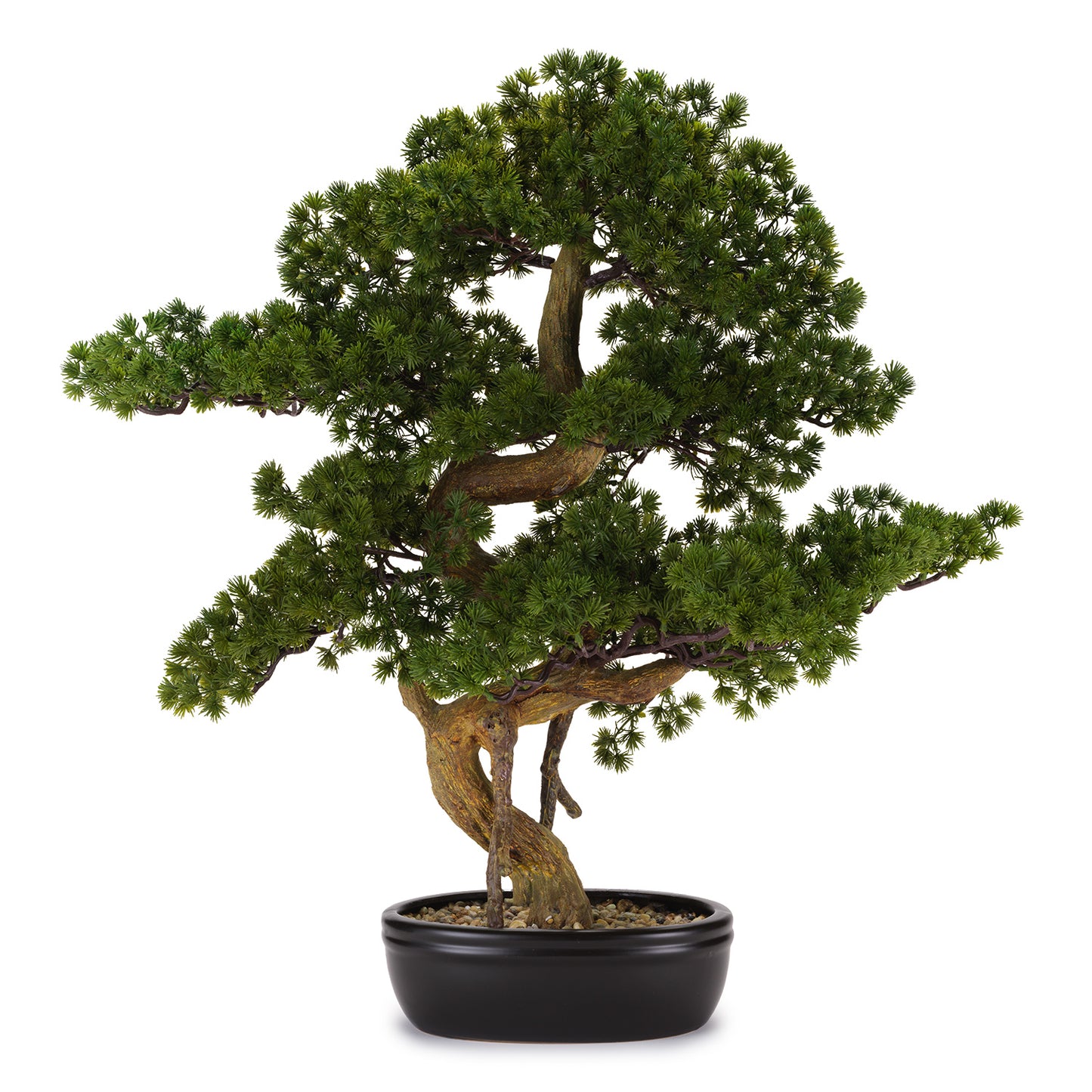BONSAI PINO CON VASO