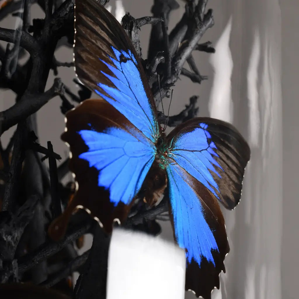 GLOBO DI VETRO FARFALLE NATURALIA ULISSE BLUE XXL