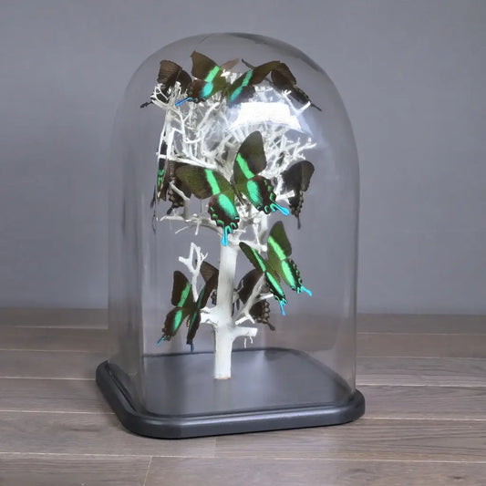 GLOBO DI VETRO QUADRATO CON FARFALLE NATURALIA