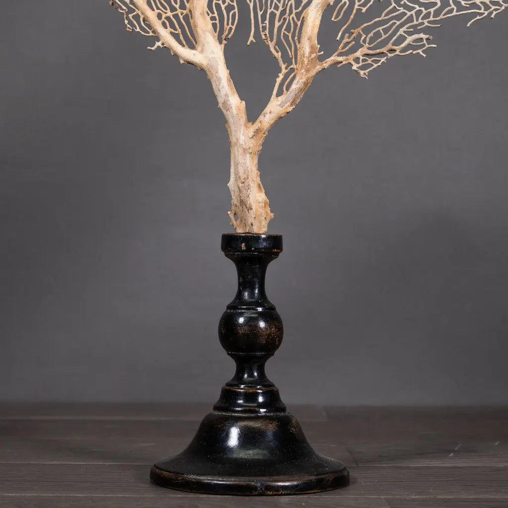 GORGONIA BEGIE CON SUPPORTO