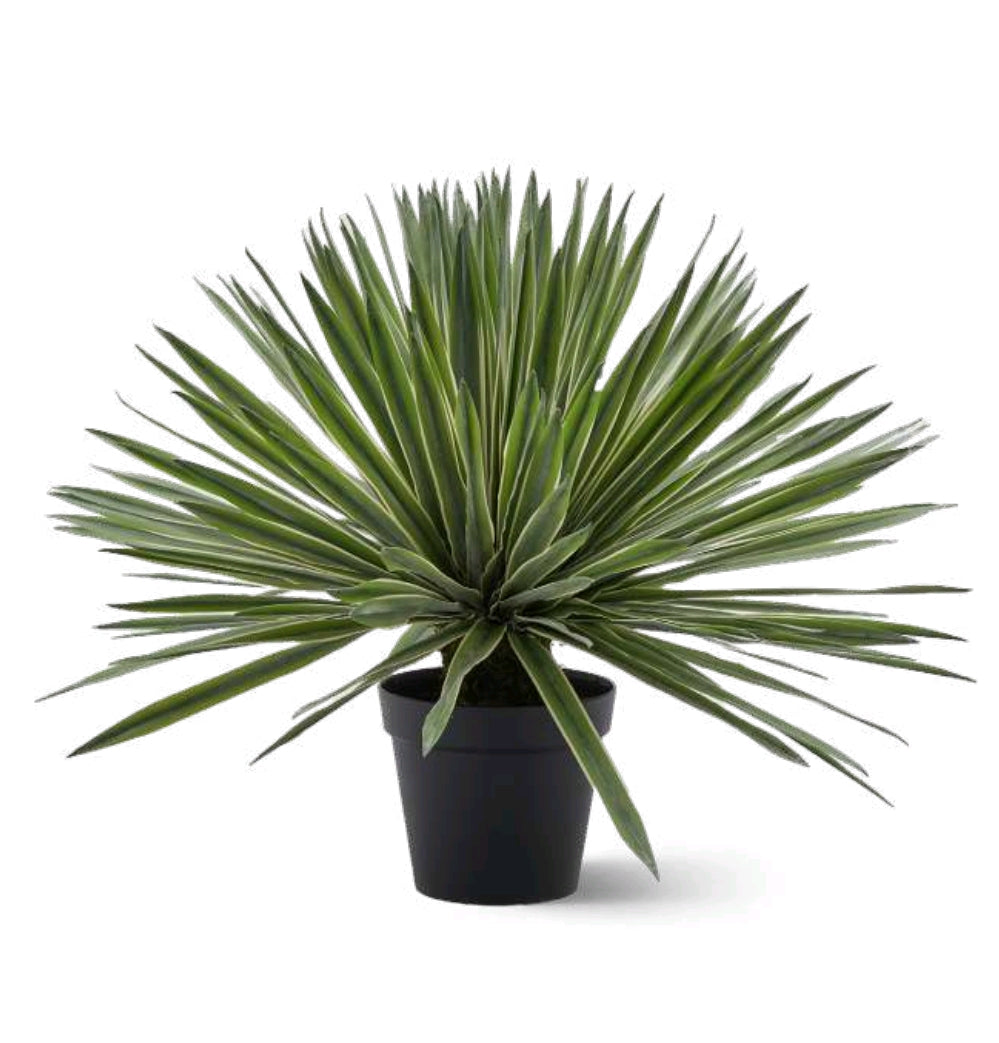 AGAVE SUCCULENTA CON VASO