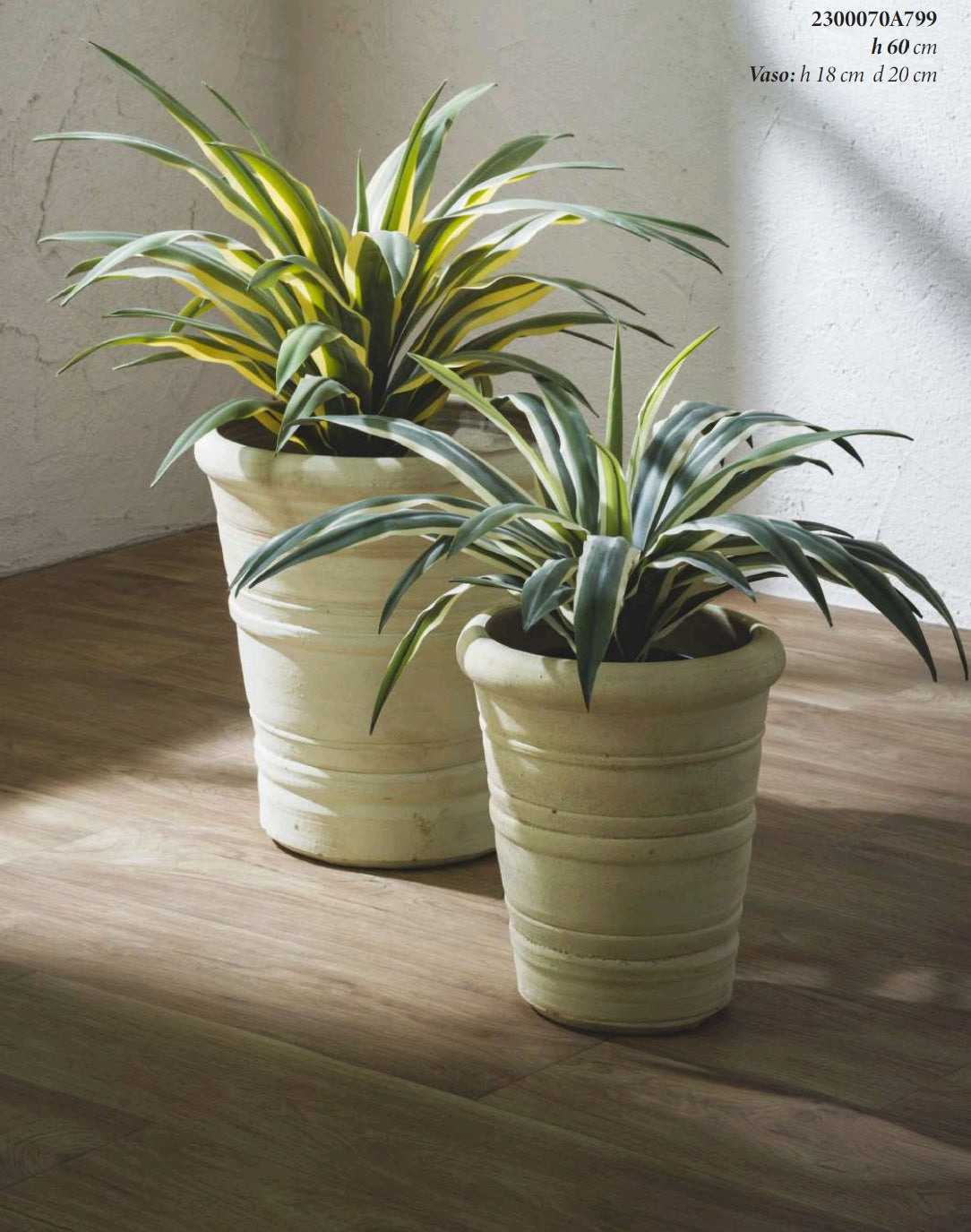 AGAVE SUCCULENTA CON VASO