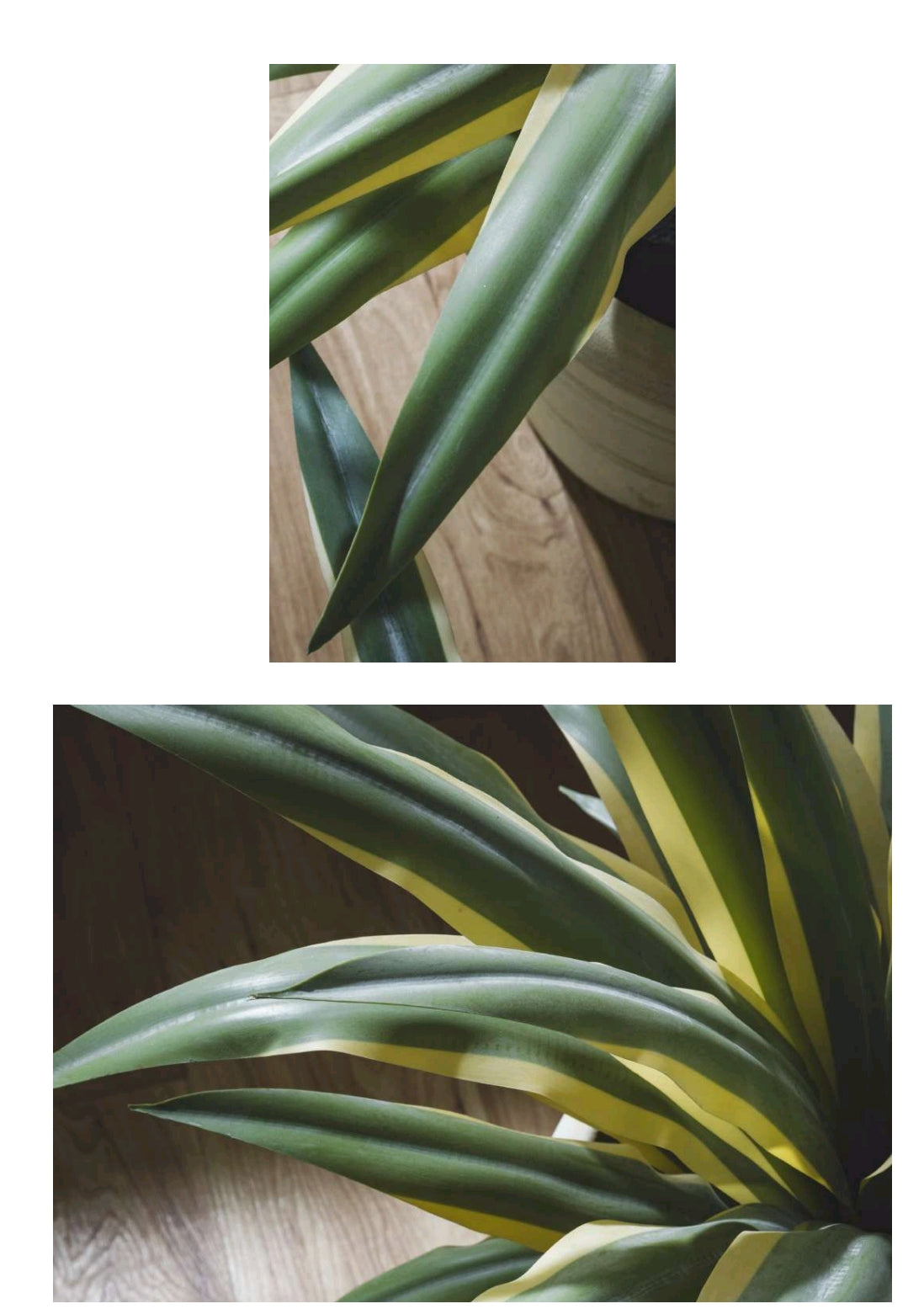 AGAVE SUCCULENTA CON VASO