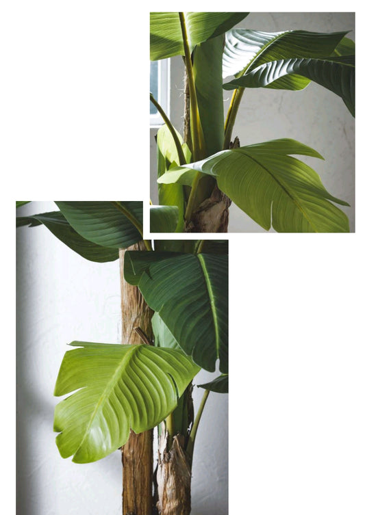 PIANTA DI BANANO CON VASO