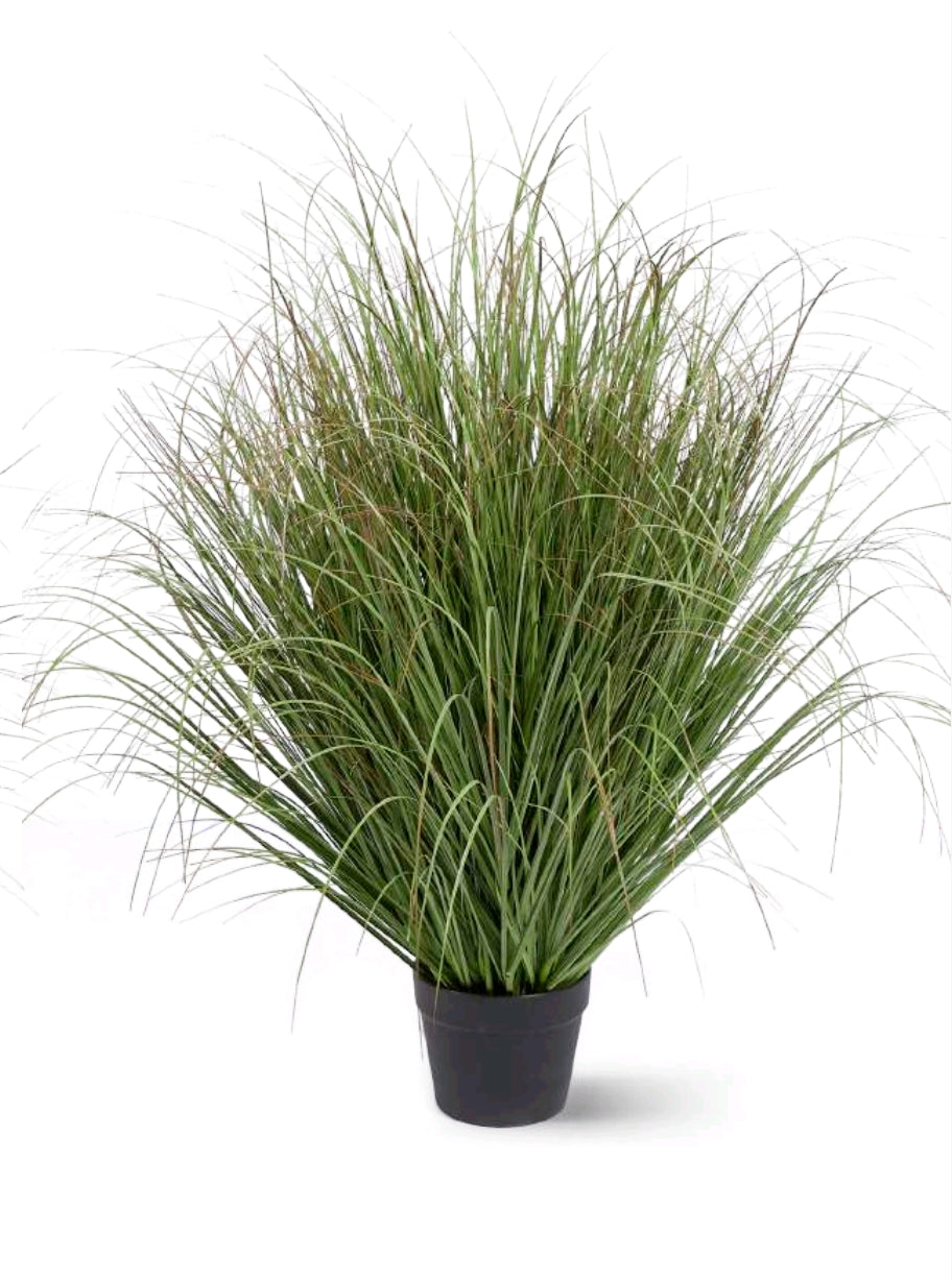 FESTUCA CON VASO PICCOLA