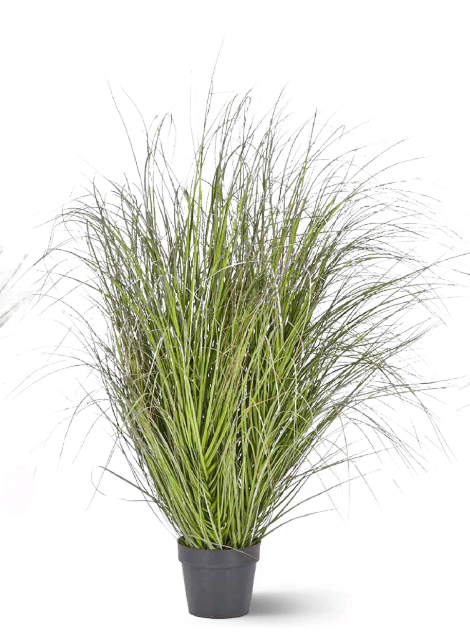 FESTUCA CON VASO PE