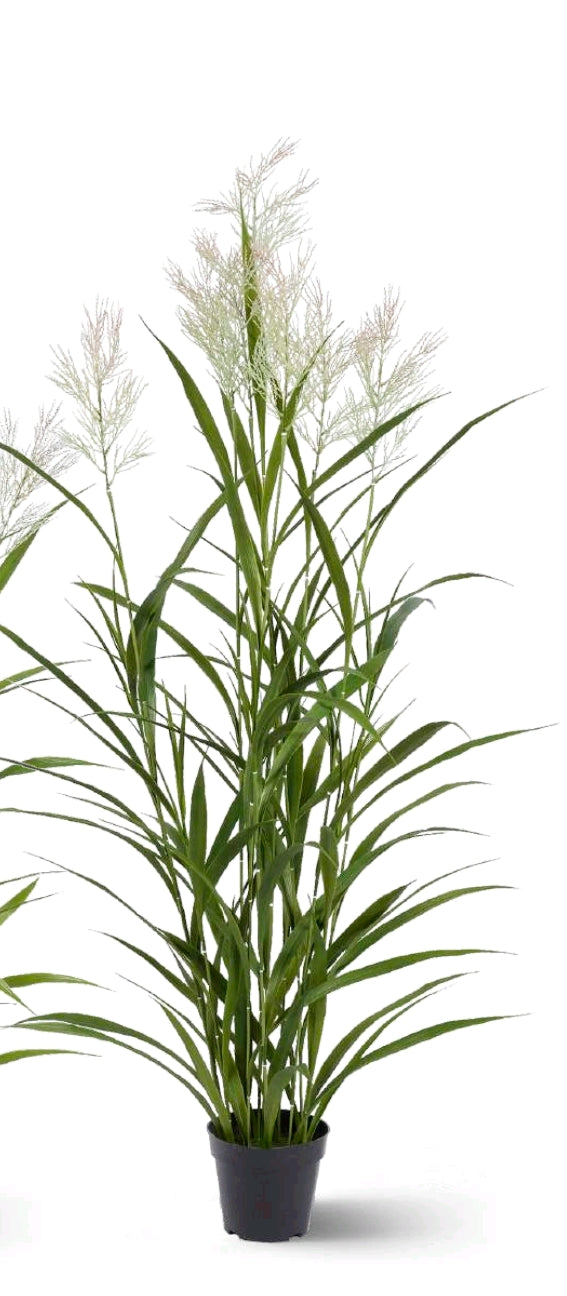 FESTUCA CON VASO GRANDE