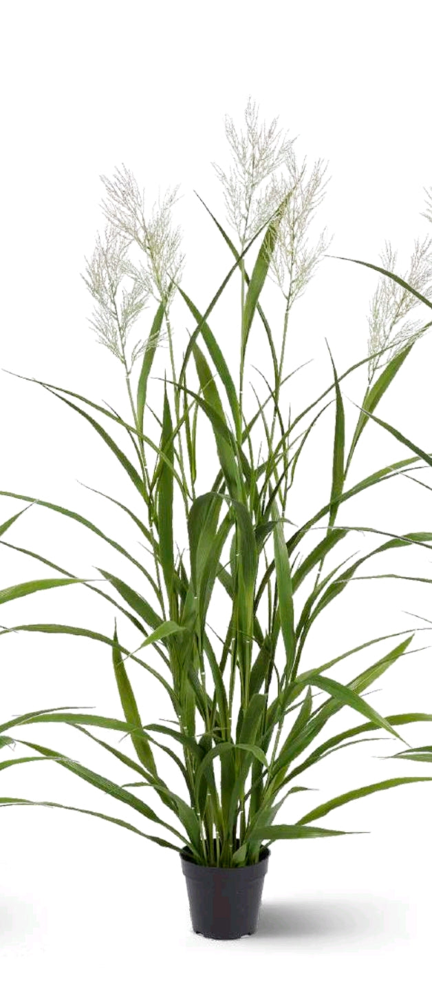 FESTUCA CON VASO PICCOLA