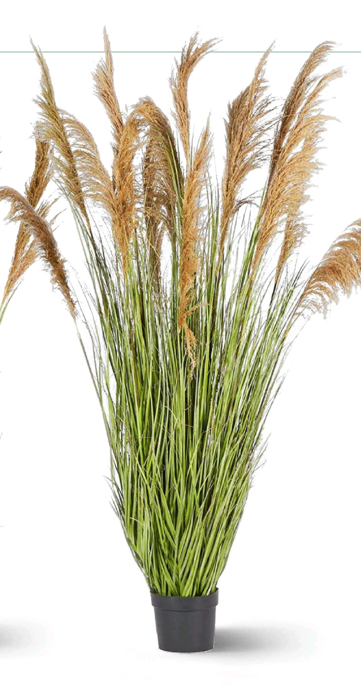 FESTUCA DONAX CON VASO GRANDE