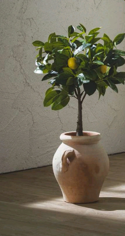 LIMONE BELL PIANTE X3