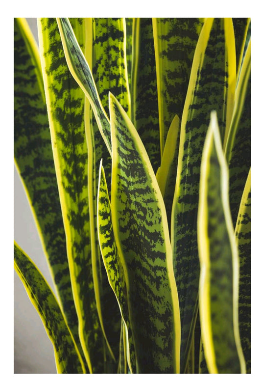 SANSEVERIA WEST CON VASO