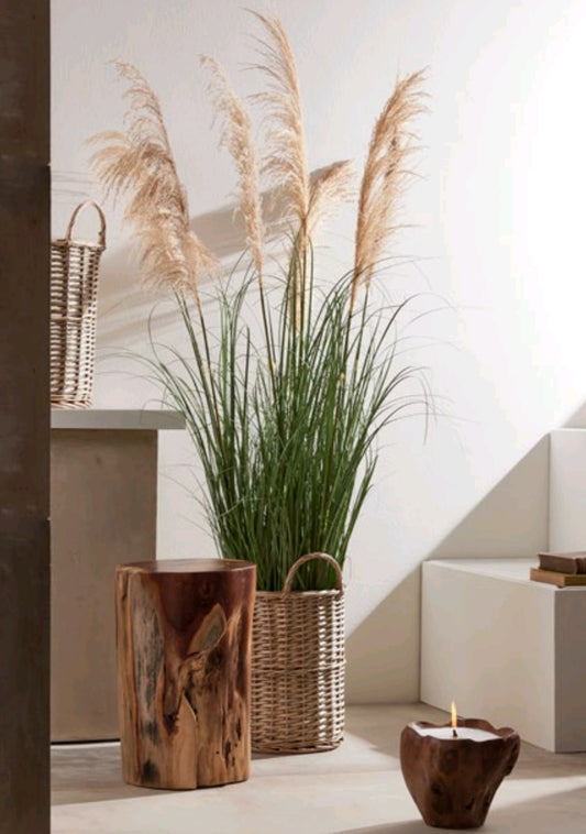 FESTUCA DONAX CON VASO PICCOLA