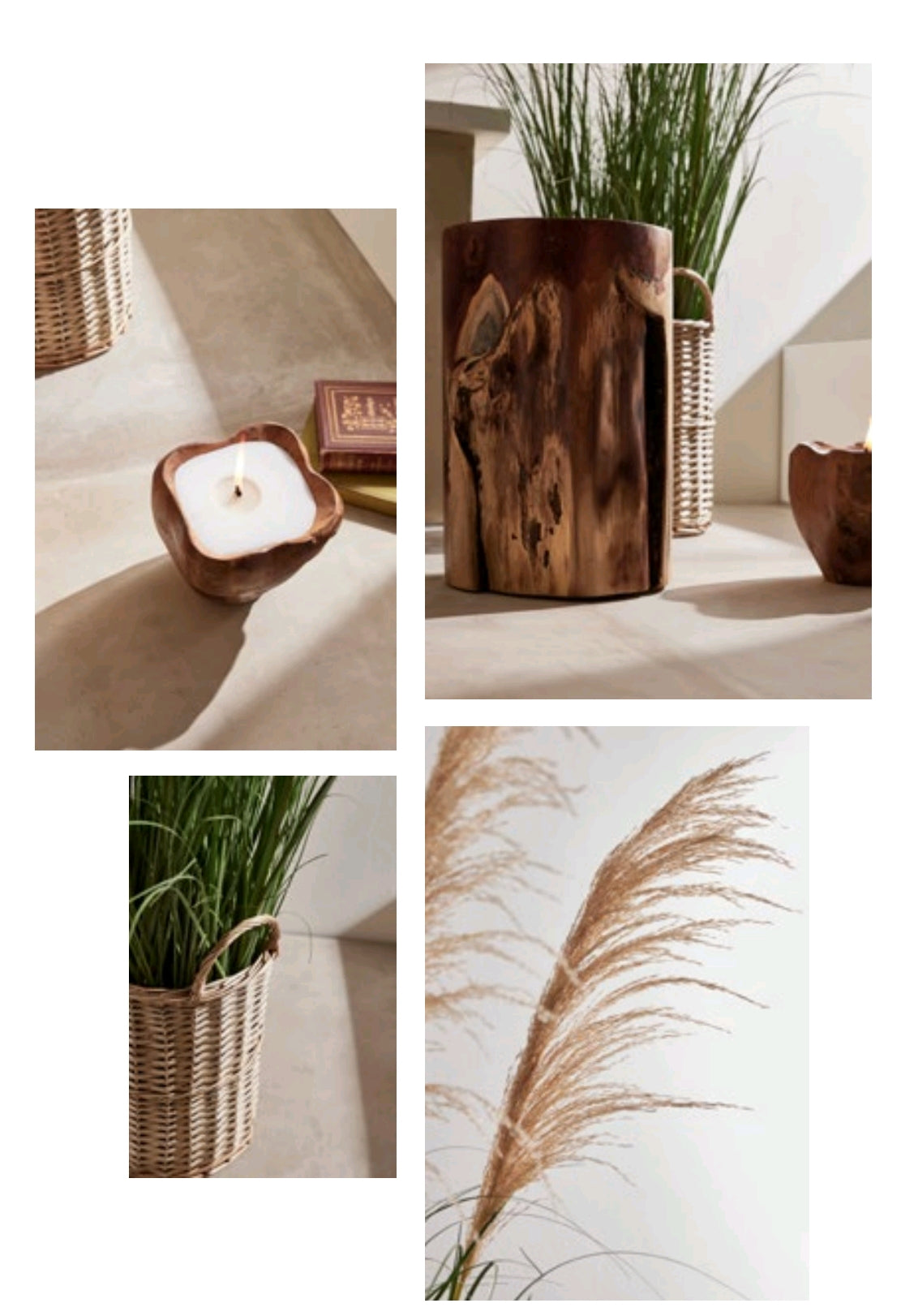 FESTUCA DONAX CON VASO GRANDE