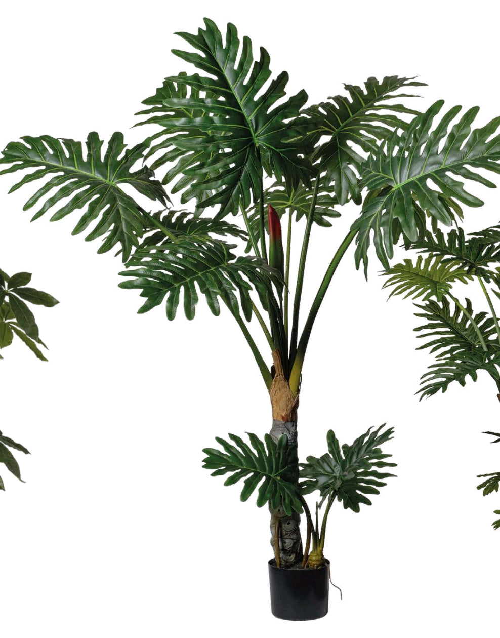 PHILODENDRON CON VASO