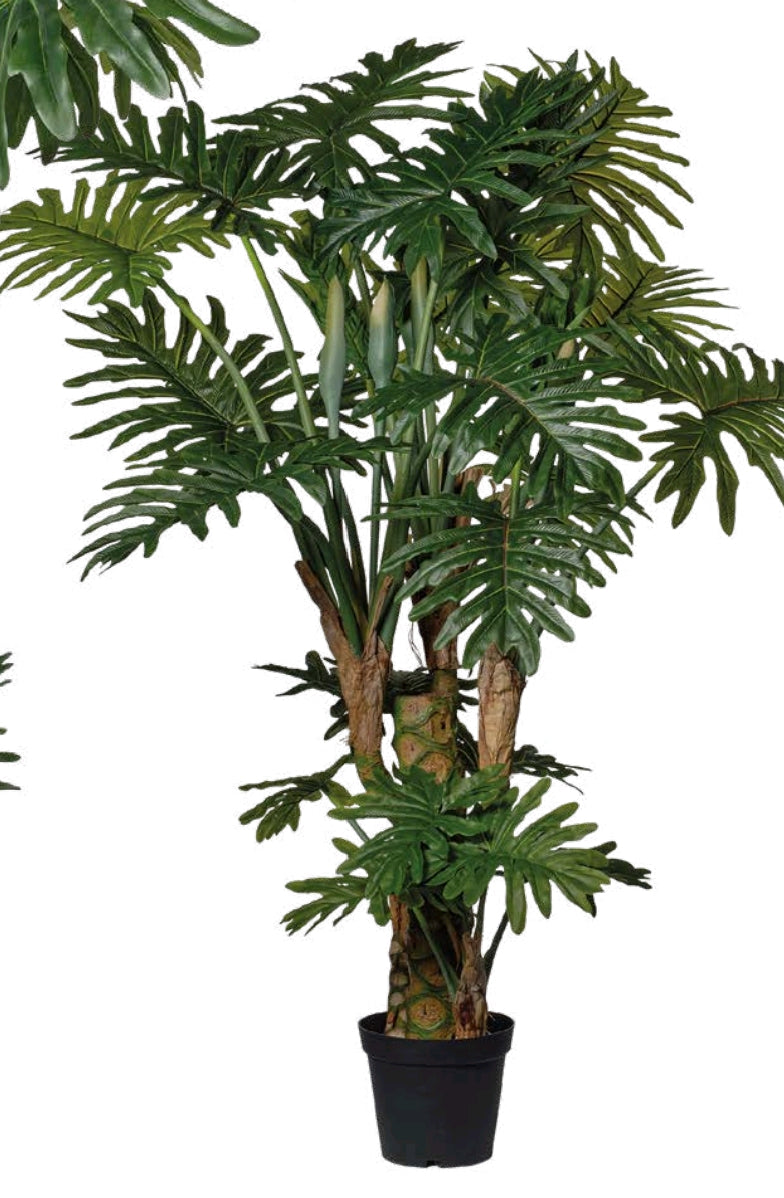 PHILODENDRON CON VASO
