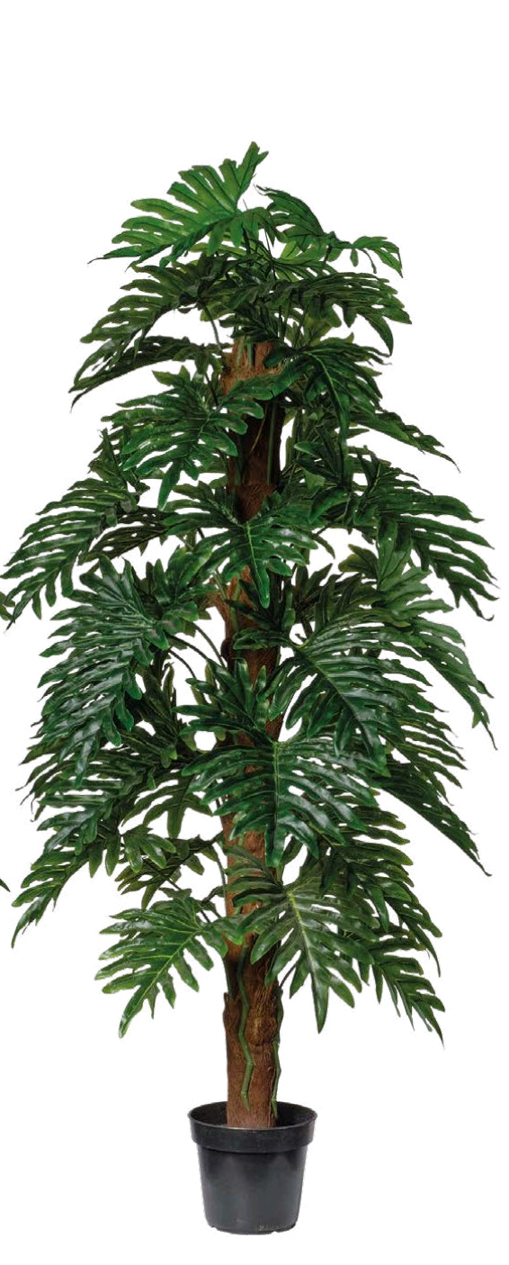 PHILODENDRON CON VASO