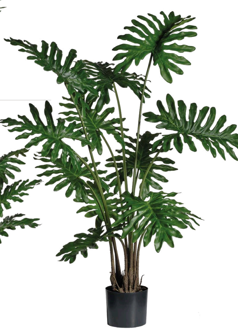PHILODENDRON CON VASO