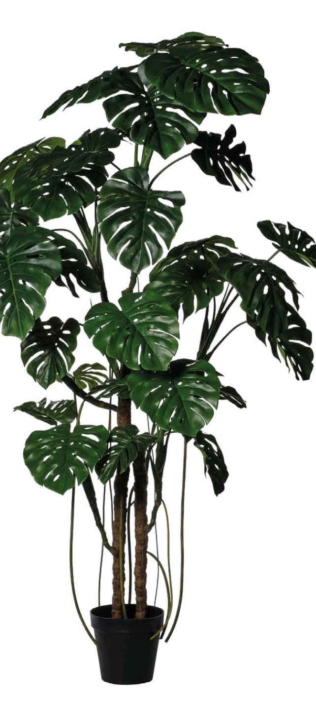 MONSTERA CON VASO