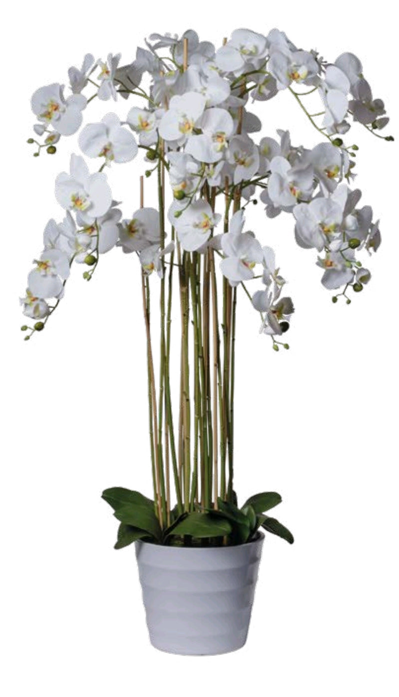 PHALEONOPSIS X12