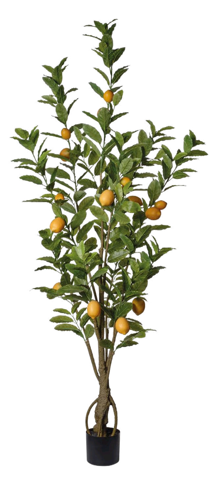 PIANTA LIMONE