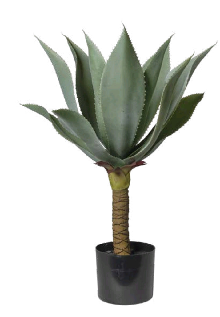 AGAVE