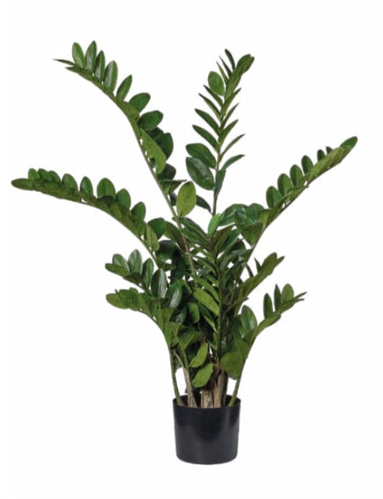 ZAMICULCA ZAMIIFOLIA