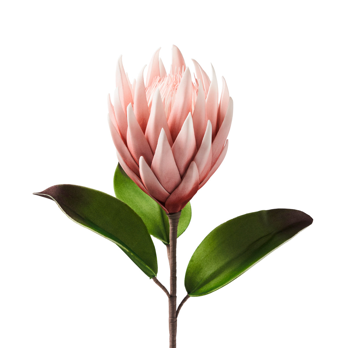 PROTEA ROSA