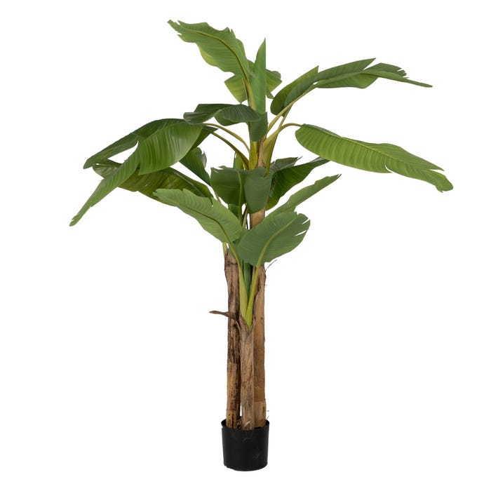 PIANTA DI BANANO CON VASO