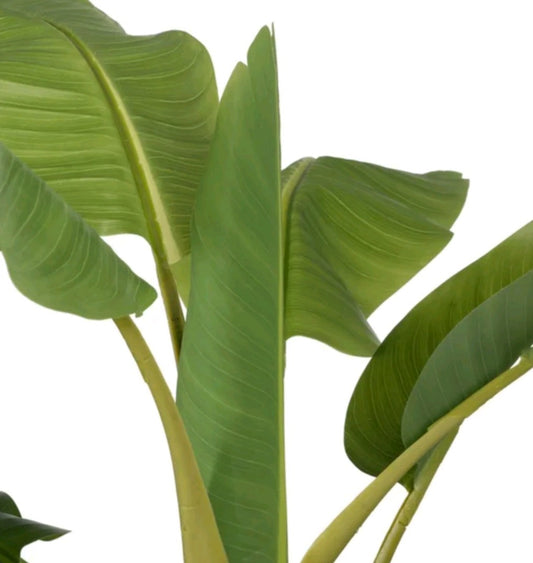 PIANTA DI BANANO CON VASO