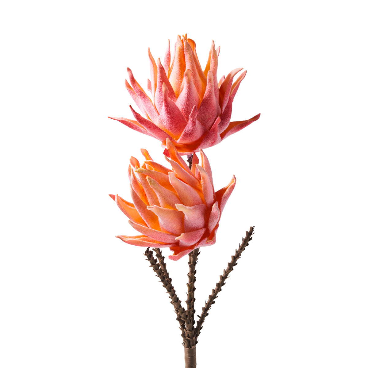 DOPPIA PROTEA ROSA FLOWERS