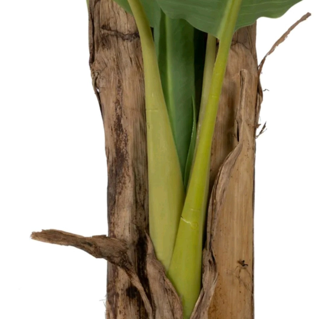 PIANTA DI BANANO CON VASO
