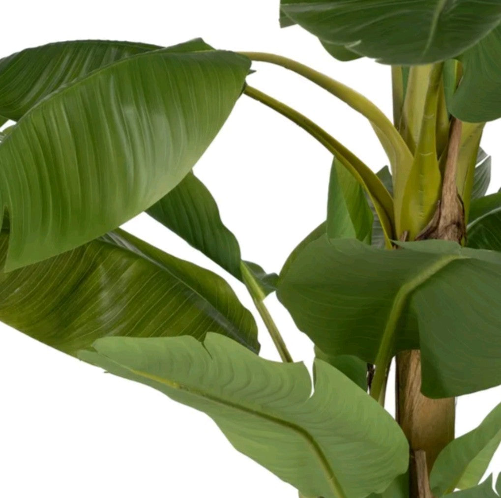 PIANTA DI BANANO CON VASO