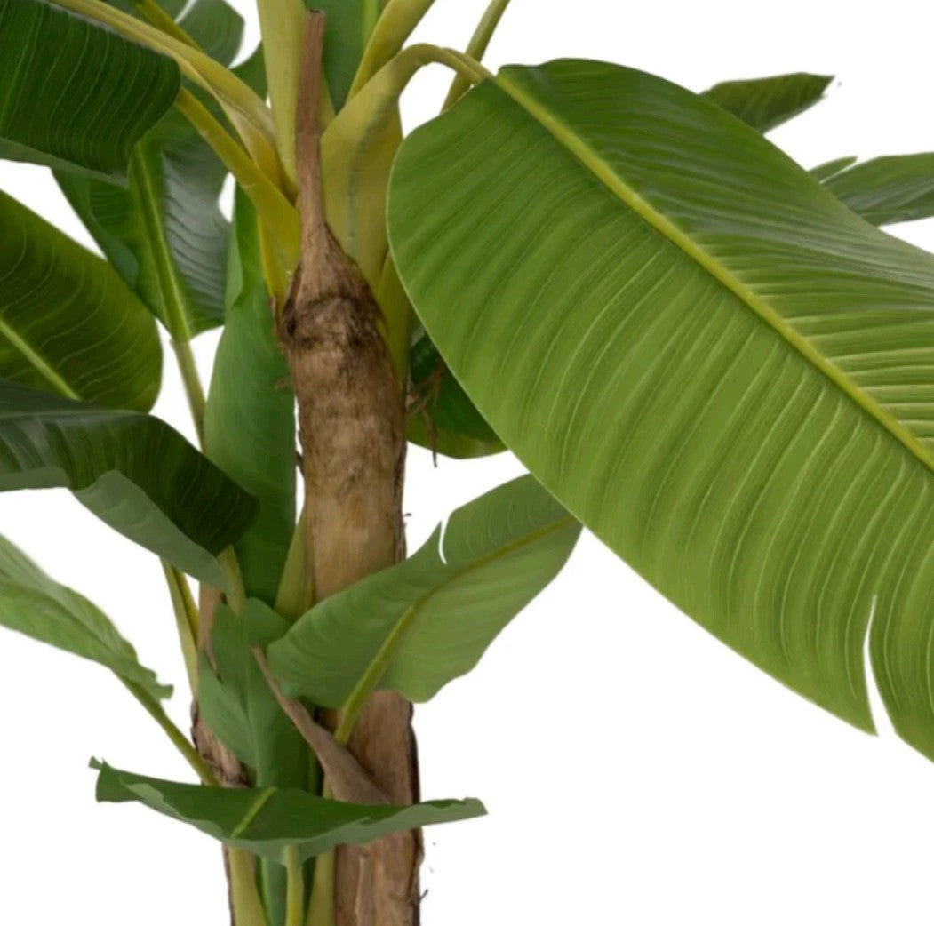 PIANTA DI BANANO CON VASO