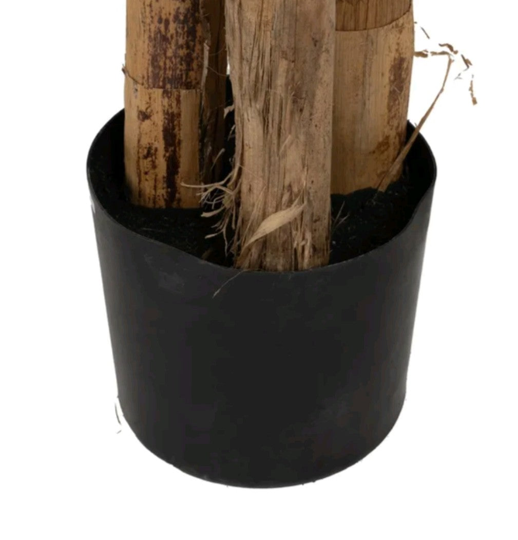 PIANTA DI BANANO CON VASO