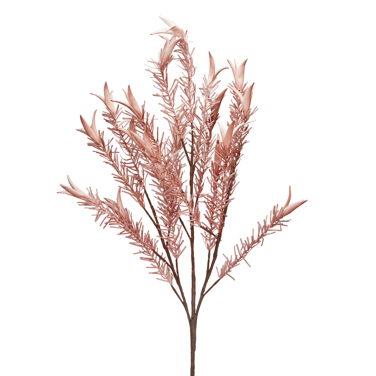 BERBERIS ROSA FLOWERS