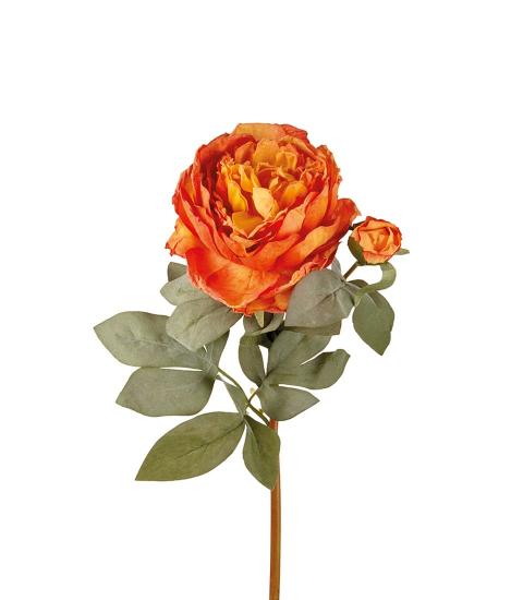 ROSA CAPRI