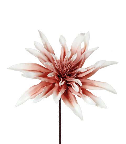 DALIA PINNATA ROSA