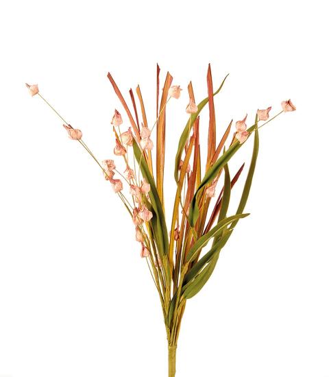ERBA CIPOLLINA ROSA