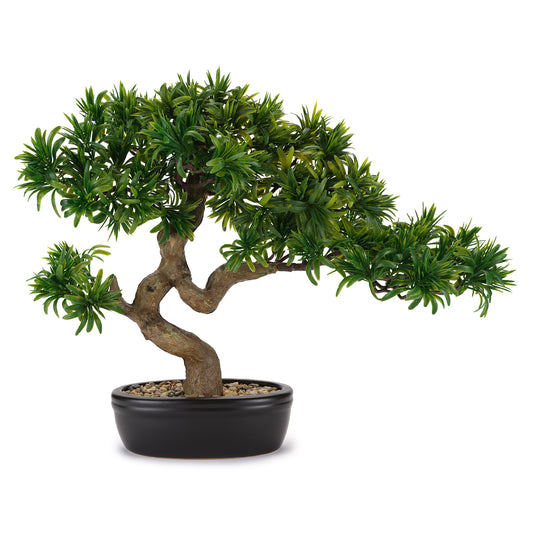 BONSAI TASSO GIAPPONESE CON VASO
