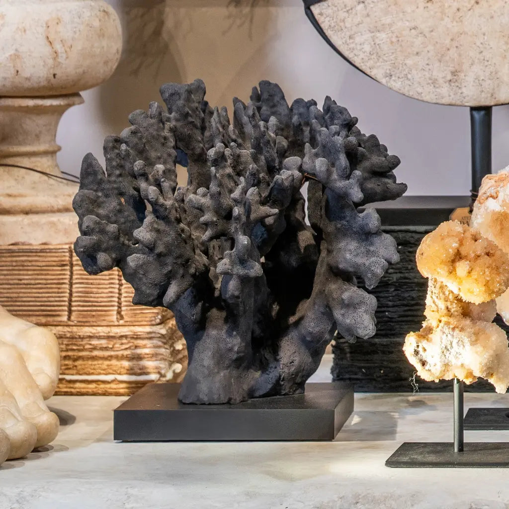 CORALLO STYLOPHORA PISTILLATA GRANDE