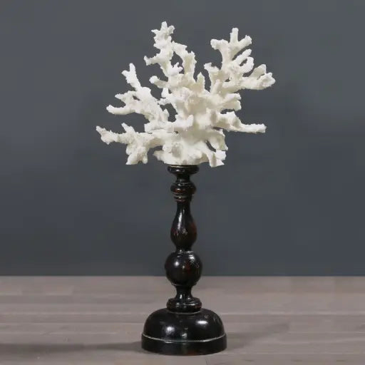 CORALLO SU PIEDISTALLO