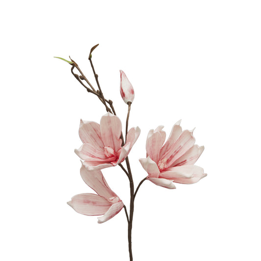 Pink Magnolia Branch