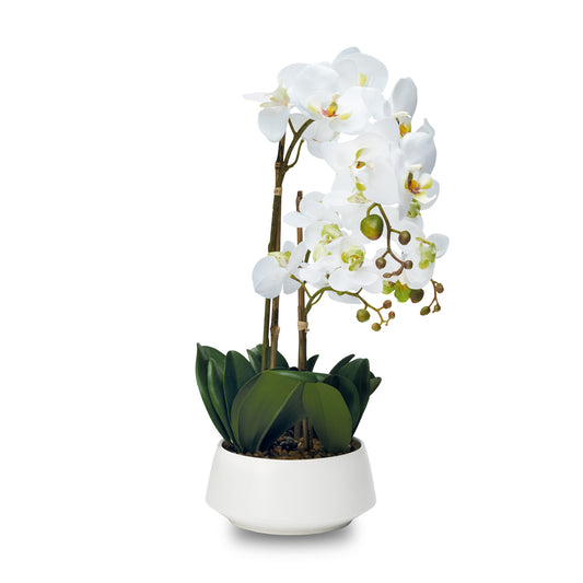PIANTA ORCHIDEA 3 RAMI CON VASO