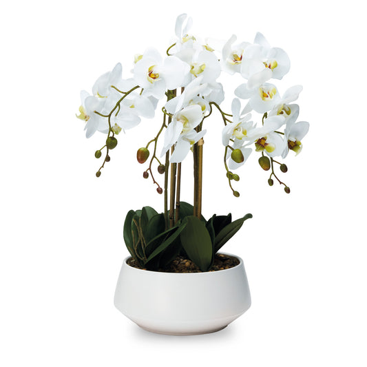 PIANTA ORCHIDEA 4 RAMI CON VASO
